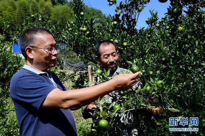 科技興農(nóng)新畫(huà)卷 福建建甌“科特派”服務(wù)“三農(nóng)”紀(jì)實(shí)